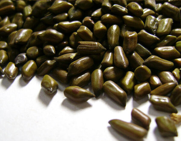 Cassia Tora