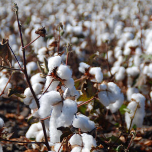 Natural cotton