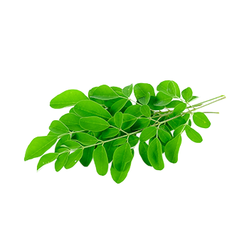 Moringa Leaf