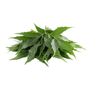 Neem Leaf