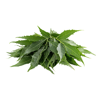 Neem Leaf