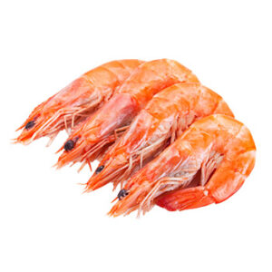 Premium Fresh Shrimp Export