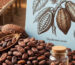 Bulk Cocoa Beans