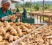 • Workers sorting dried ginger roots at a clean facility