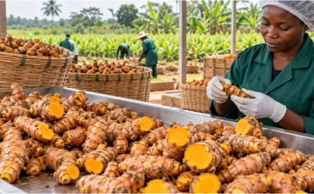 Woman processing Turmeric roots