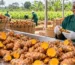 Woman processing Turmeric roots
