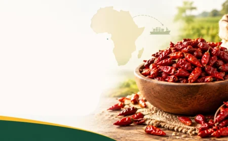 Dried African bird’s eye pepper beside jute bags for bulk supply